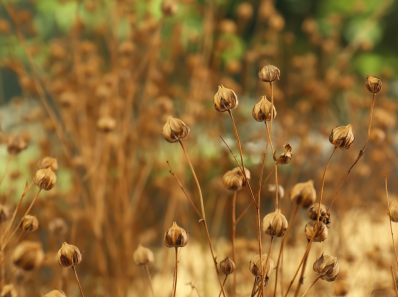 Linen / flax