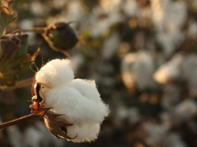 Cotton